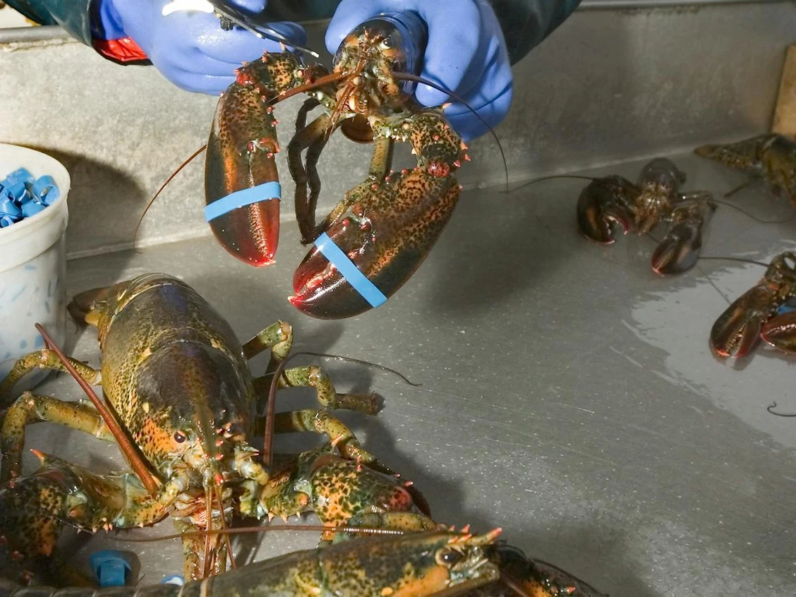 Gloved hands checking a banded live lobster
